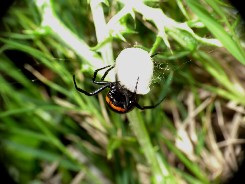 Steatoda paykulliana - Creta meridionale